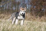 ALASKAN MALAMUTE 865
